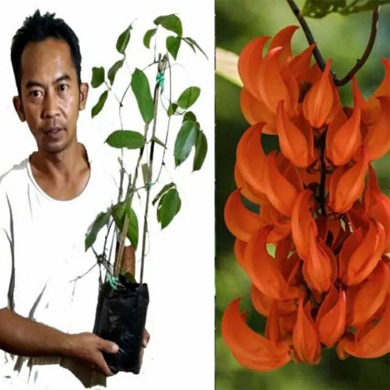 Bibit flame of irian merah api dan hijou toska.