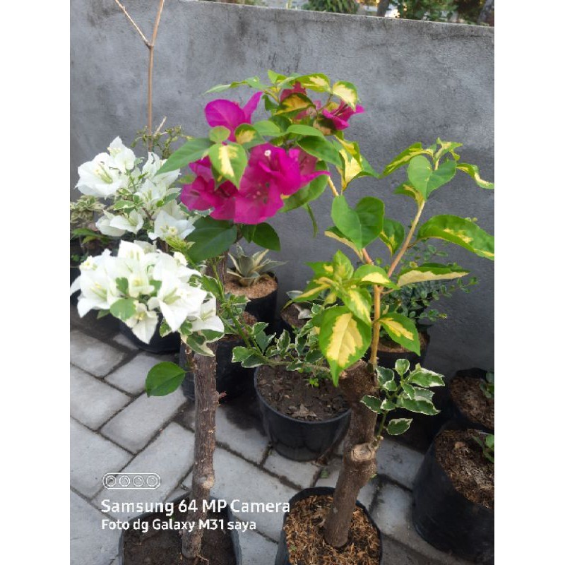 tanaman hias bougenville/bunga bougenville 4 warna