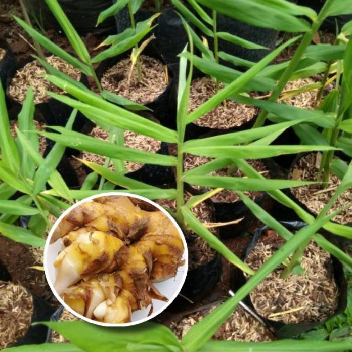 Jual Bibit Bangle Bengle Tanaman Bangle Panglai Rimpang Bangle Bengle