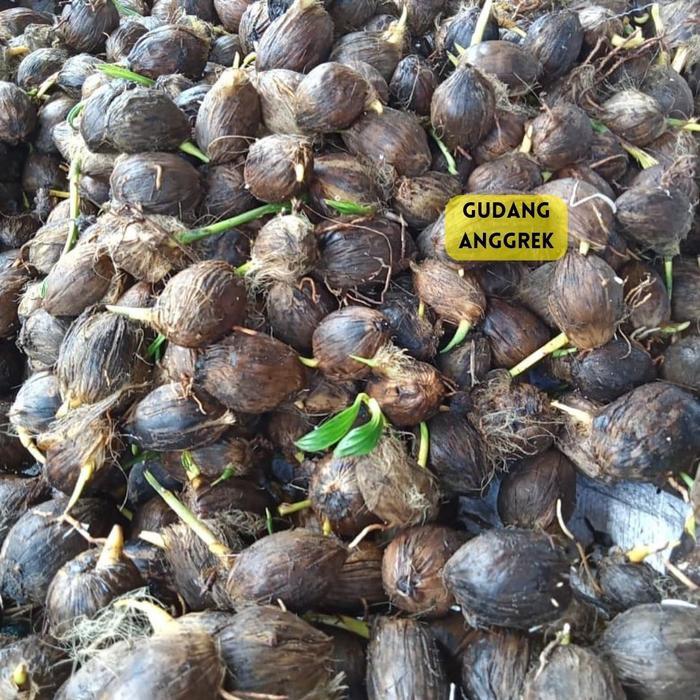 baru bibit pinang / kecambah pinang betara