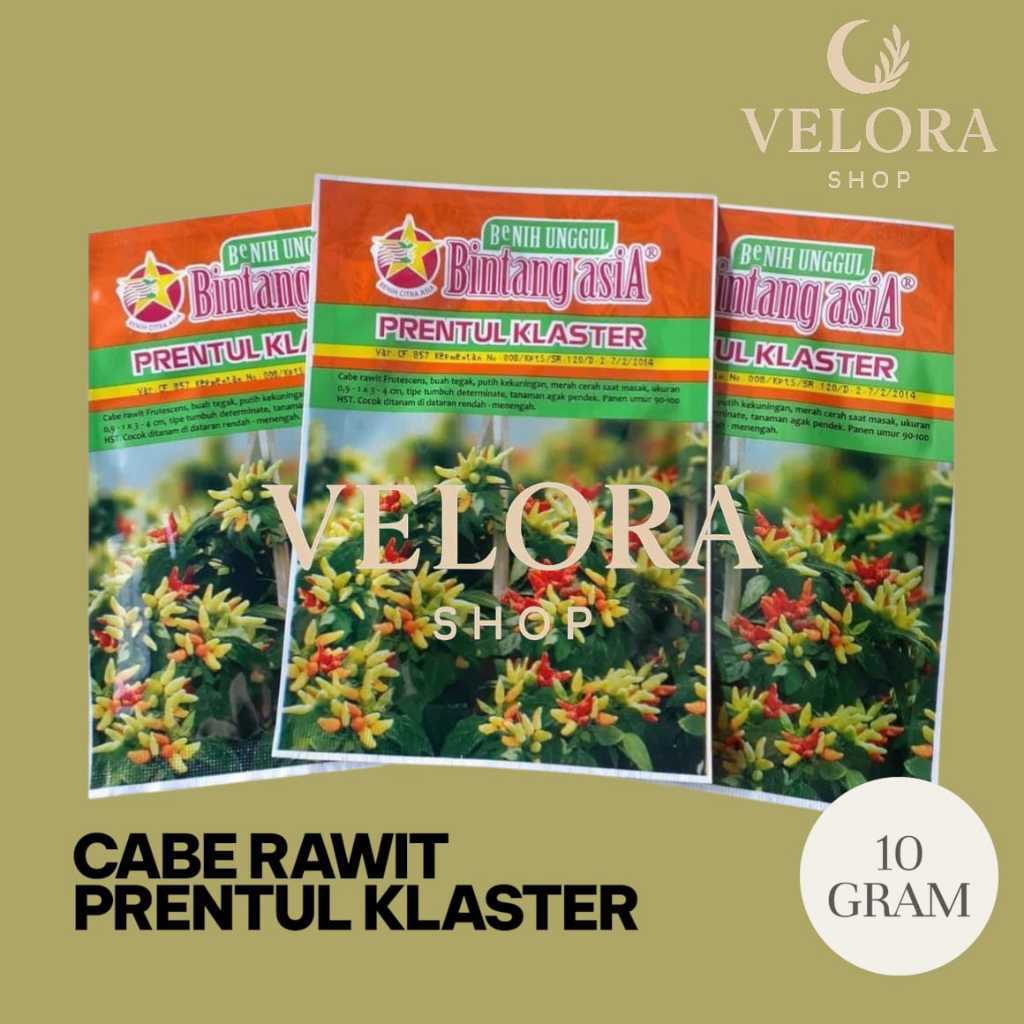 Benih Bibit Cabe Rawit Prentul klaster Bibit Cabai Rawit Prentul Klaster B5