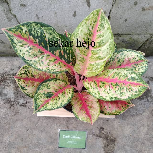 aglonema sweet dream