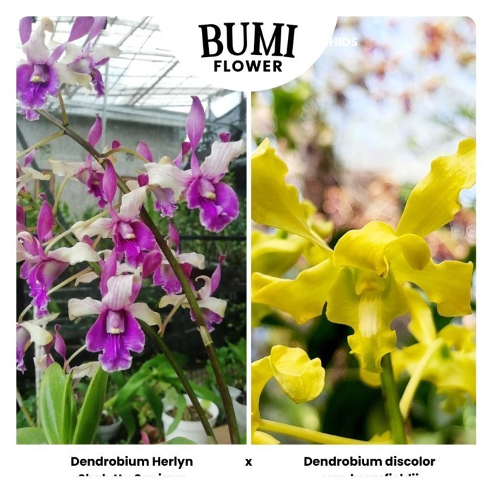 Anggrek Dendrobium Herlyn Shalytta Sanjaya x D. discolor var. bromfieldii - Seedling Foresta Orchids