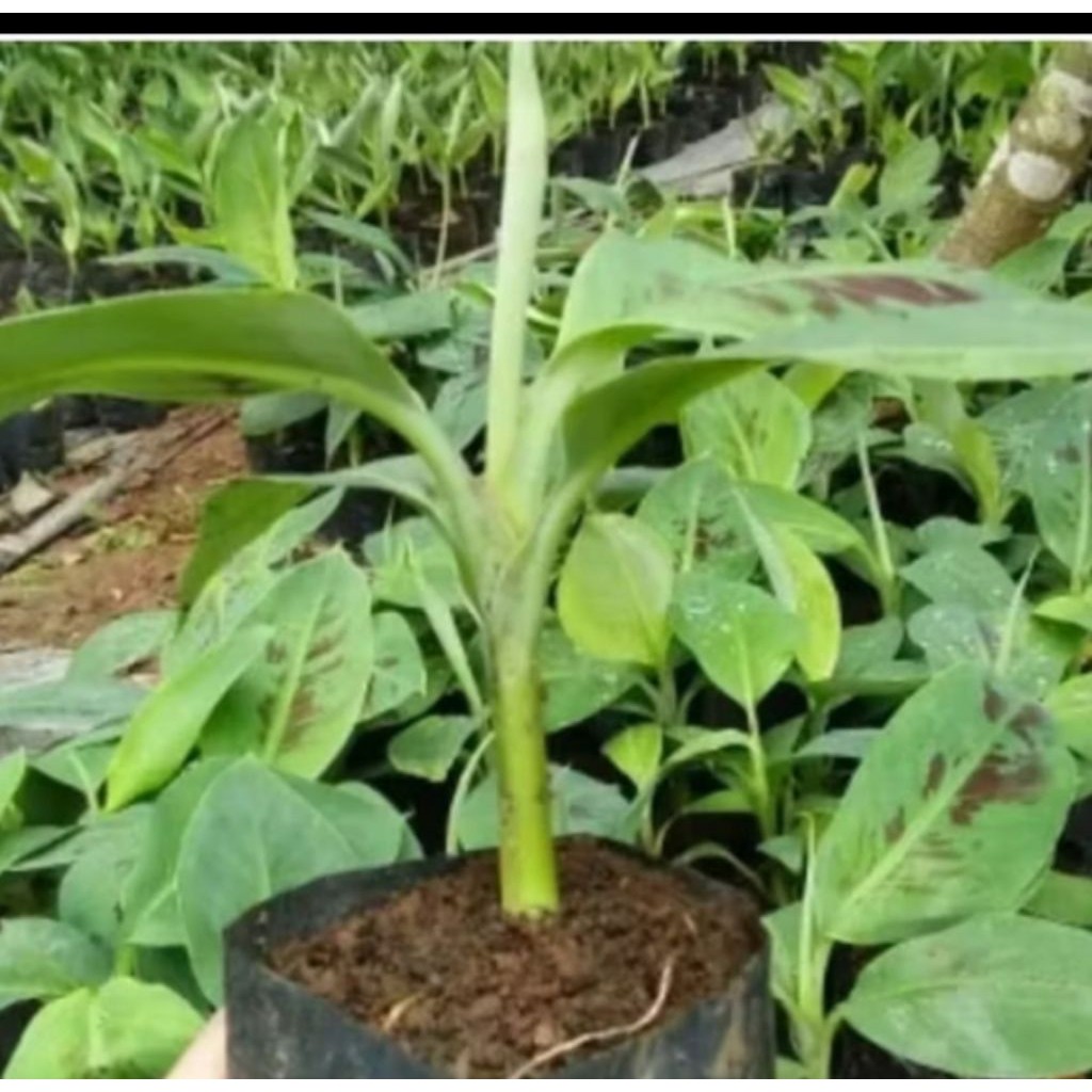 bibit pohon pisang mas kirana siap tanam