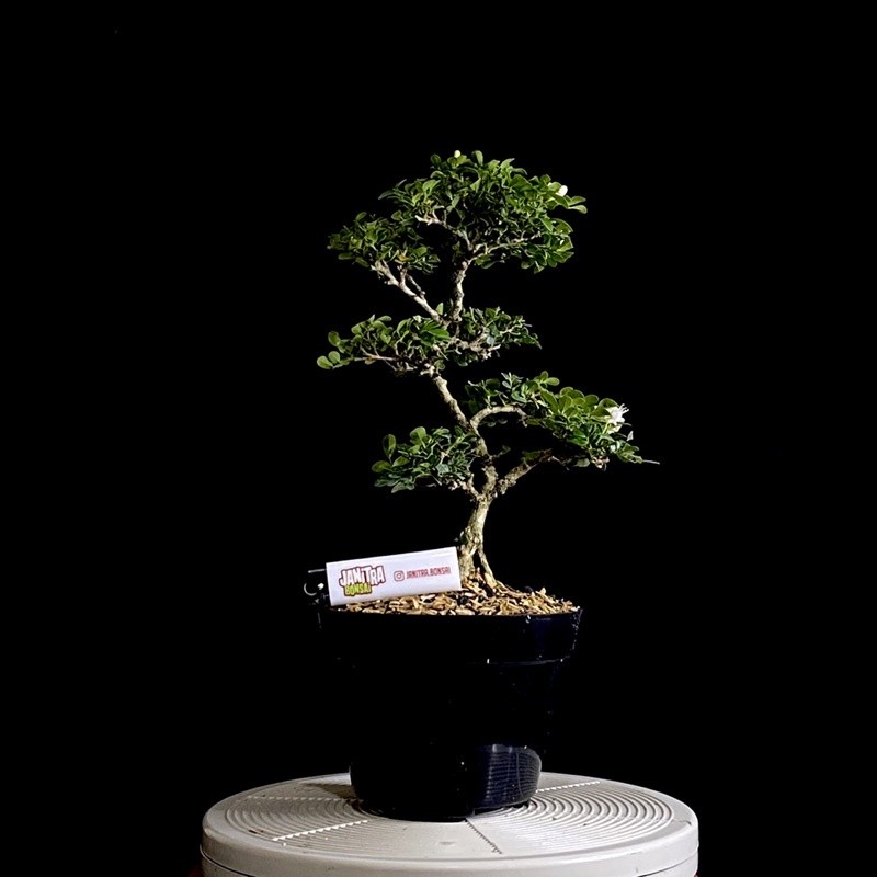 Bonsai kemuning micro jadi siap pajang