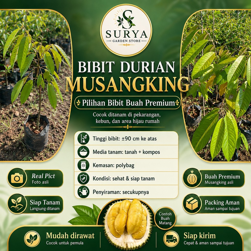 BISA COD Bibit Durian Musang King Tinggi 90 CM Lebih Akar Sehat Siap Tanam Terlaris Berkualitas Grat