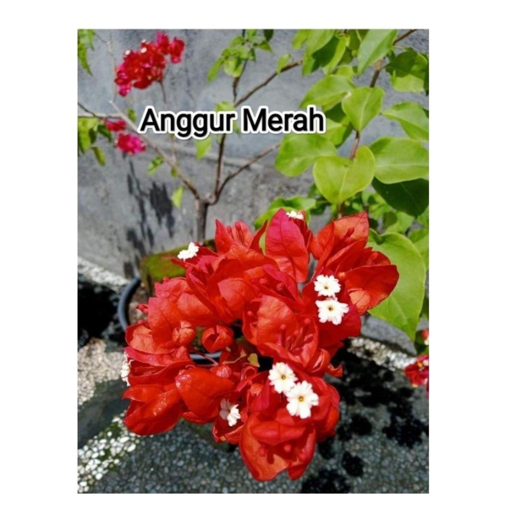Jumbo Bougenville Anggur Merah ORI ukuran 50-100 cm -tanaman - bunga