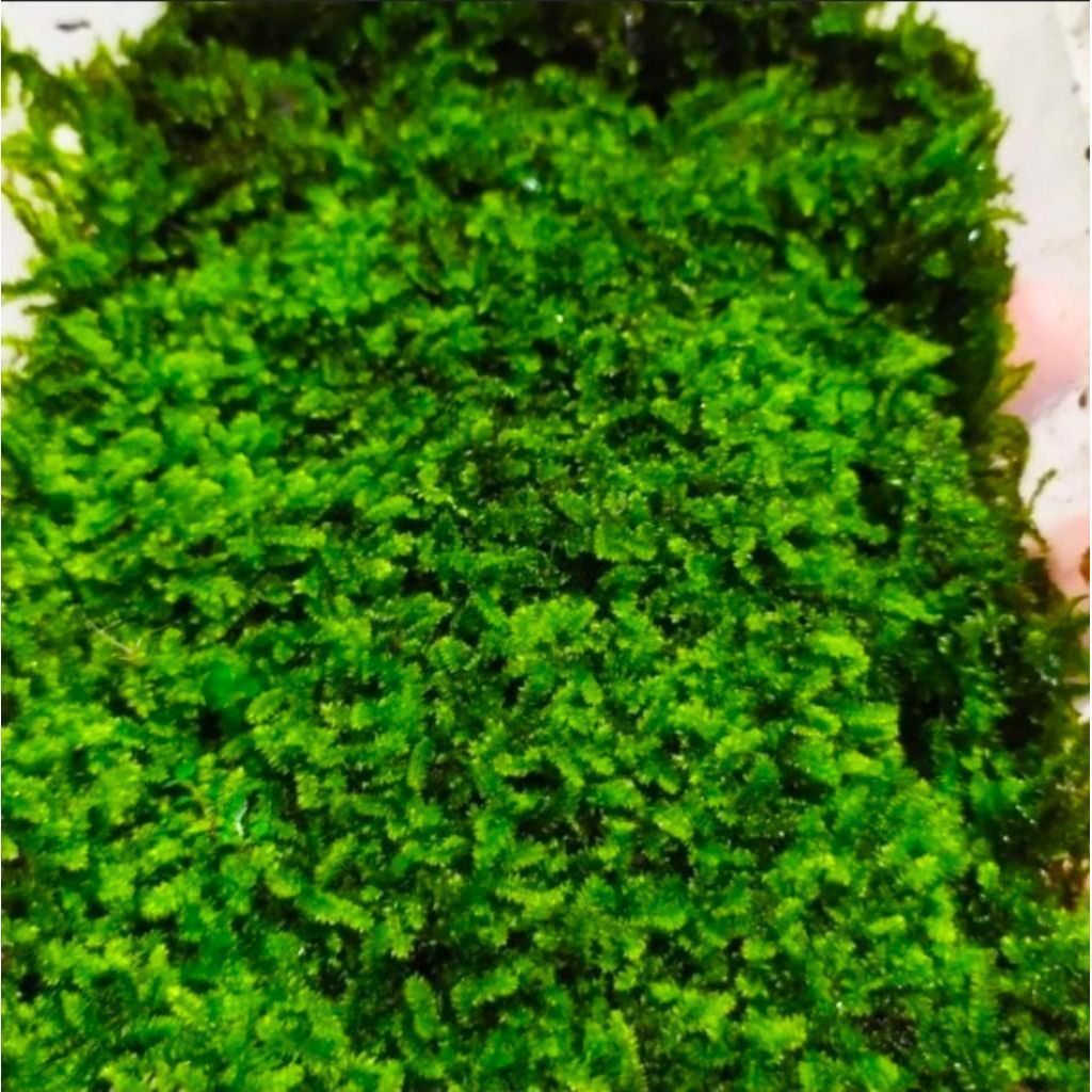 Tanaman Moss darat weeping clump - moss darat paludarium terrarium Dekorasi aquascape