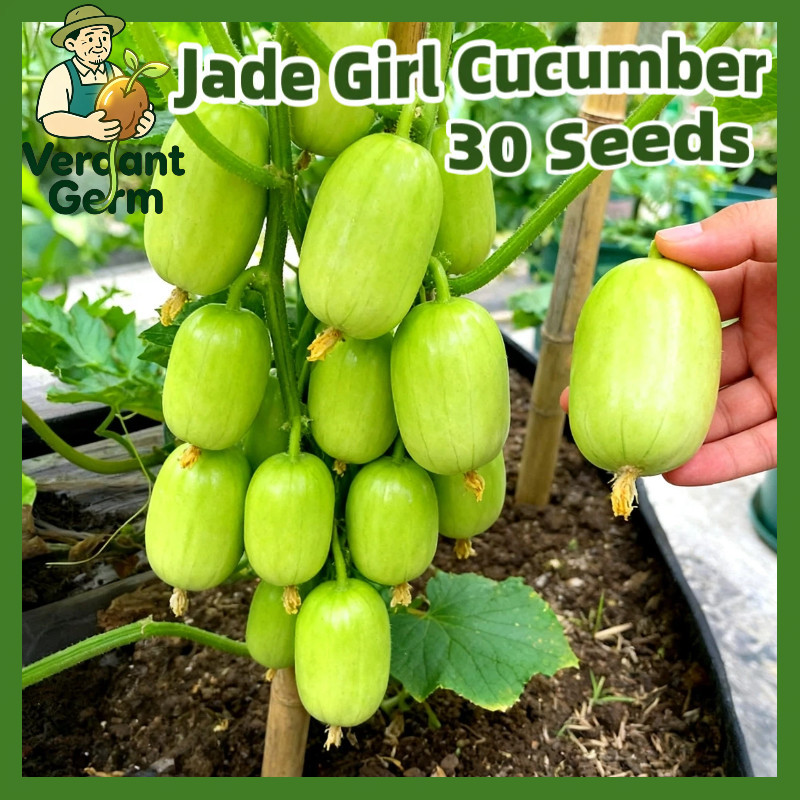 Benih Timun Giok 30 Biji Jade Girl Cucumber Seeds Biji Benih Timun Mini Kulit Halus Timun Mini Segar