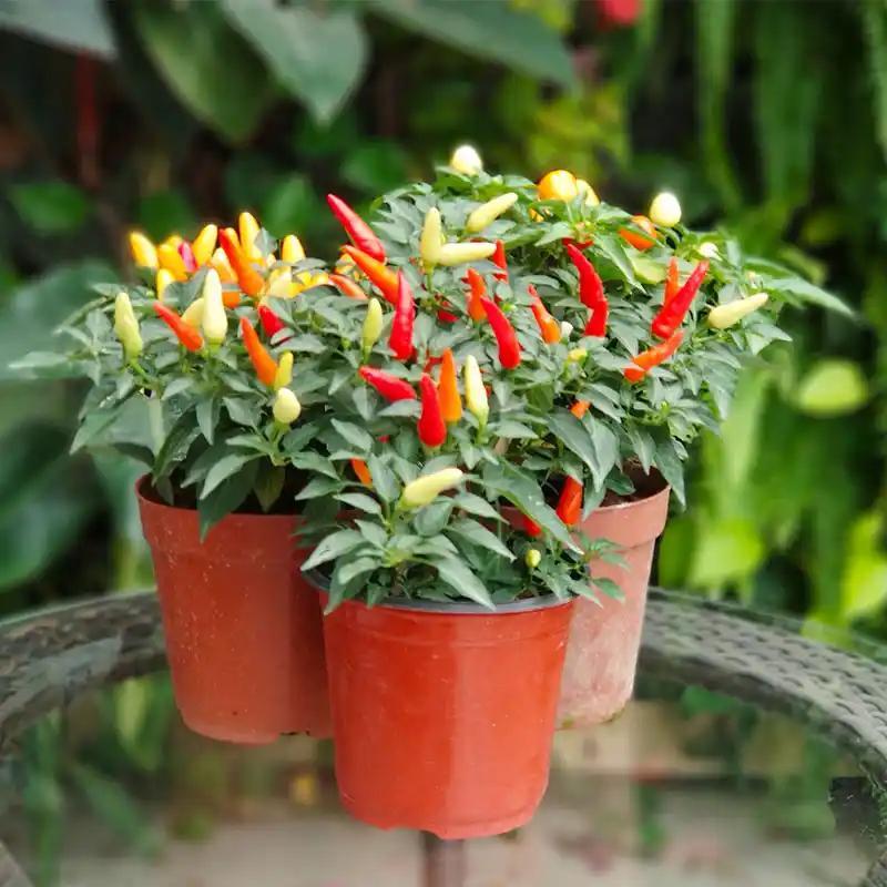 (Fast Growing 200 Seed) Bibit Labuyo Siling Super Pedas Hasil Tinggi Benih Cabai Merah Panas untuk M