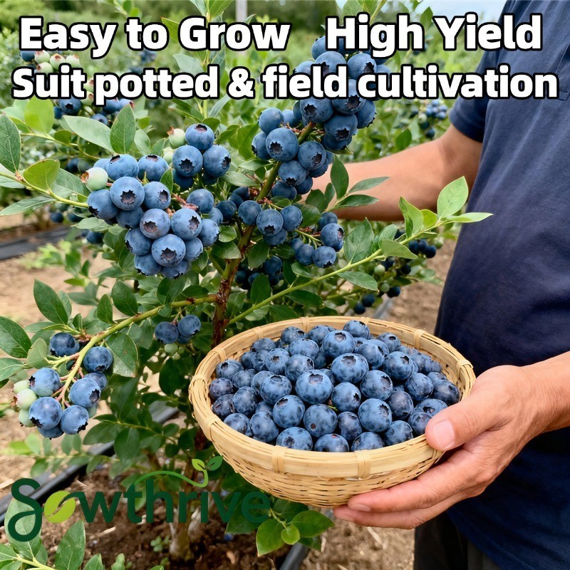 Bibit Benih Buah Blueberry Unggul 100 Biji Bibit Pohon Buah Blueberry Segar Benih Buah Beri Bonsai B
