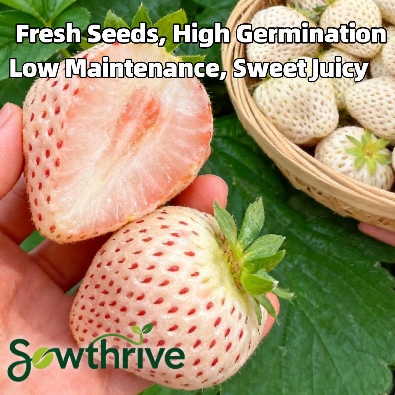 200 Biji Benih Stroberi Putih Benih Stroberi Segar Jumbo Manis White Strawberry Seeds Bibit Pohon Bu