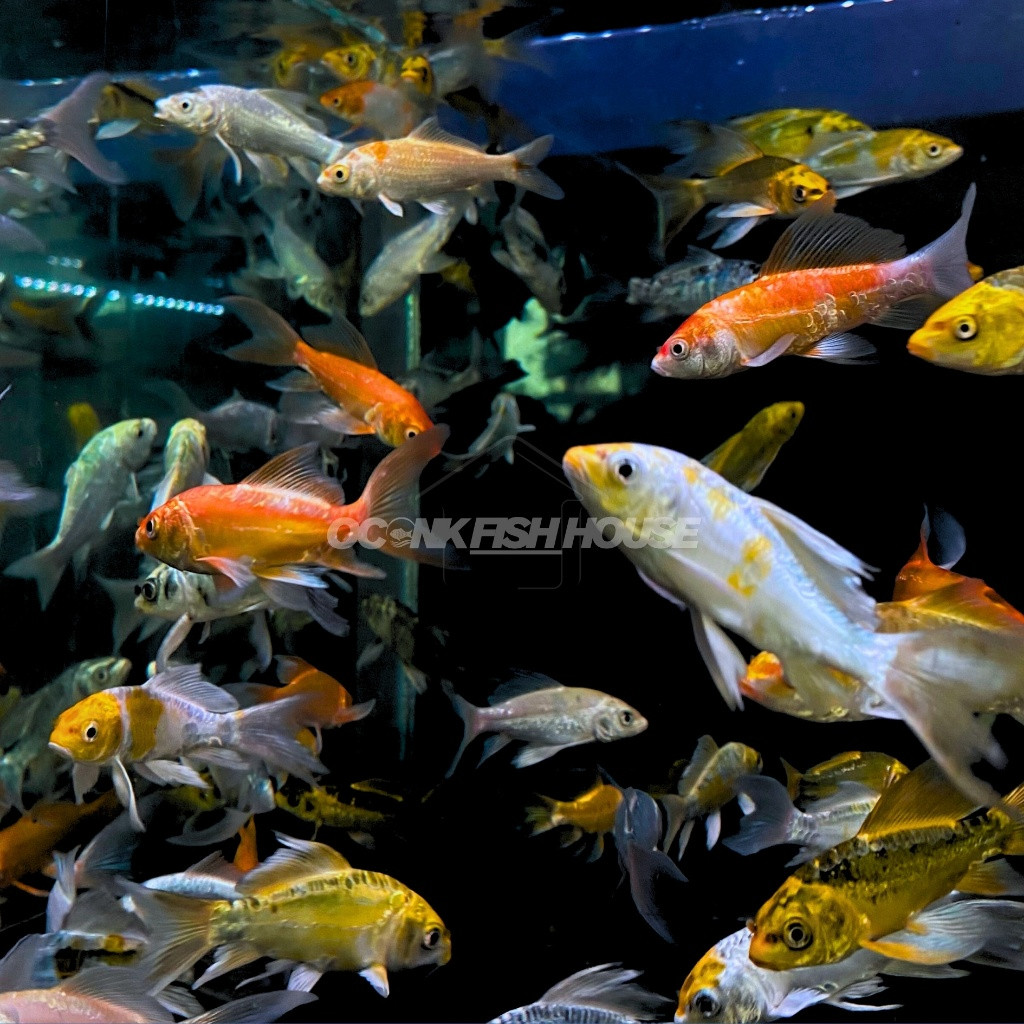 Hobi KOI METALIK SLAYER / KOI METALIK KUMPAY