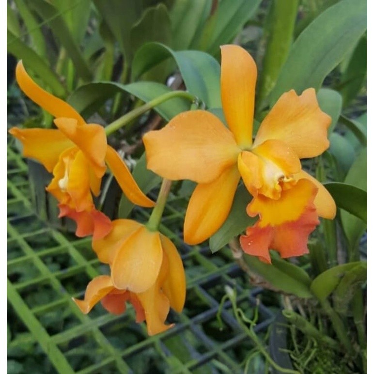 Anggrek Cattleya kuning Dewasa