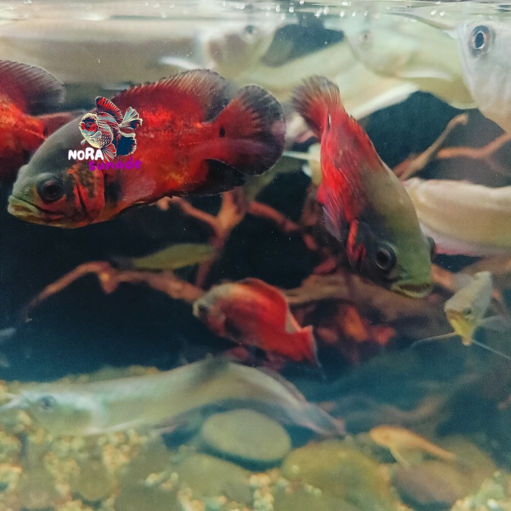 OSCAR TEMBAGA DAN BATIK 6-8 CM