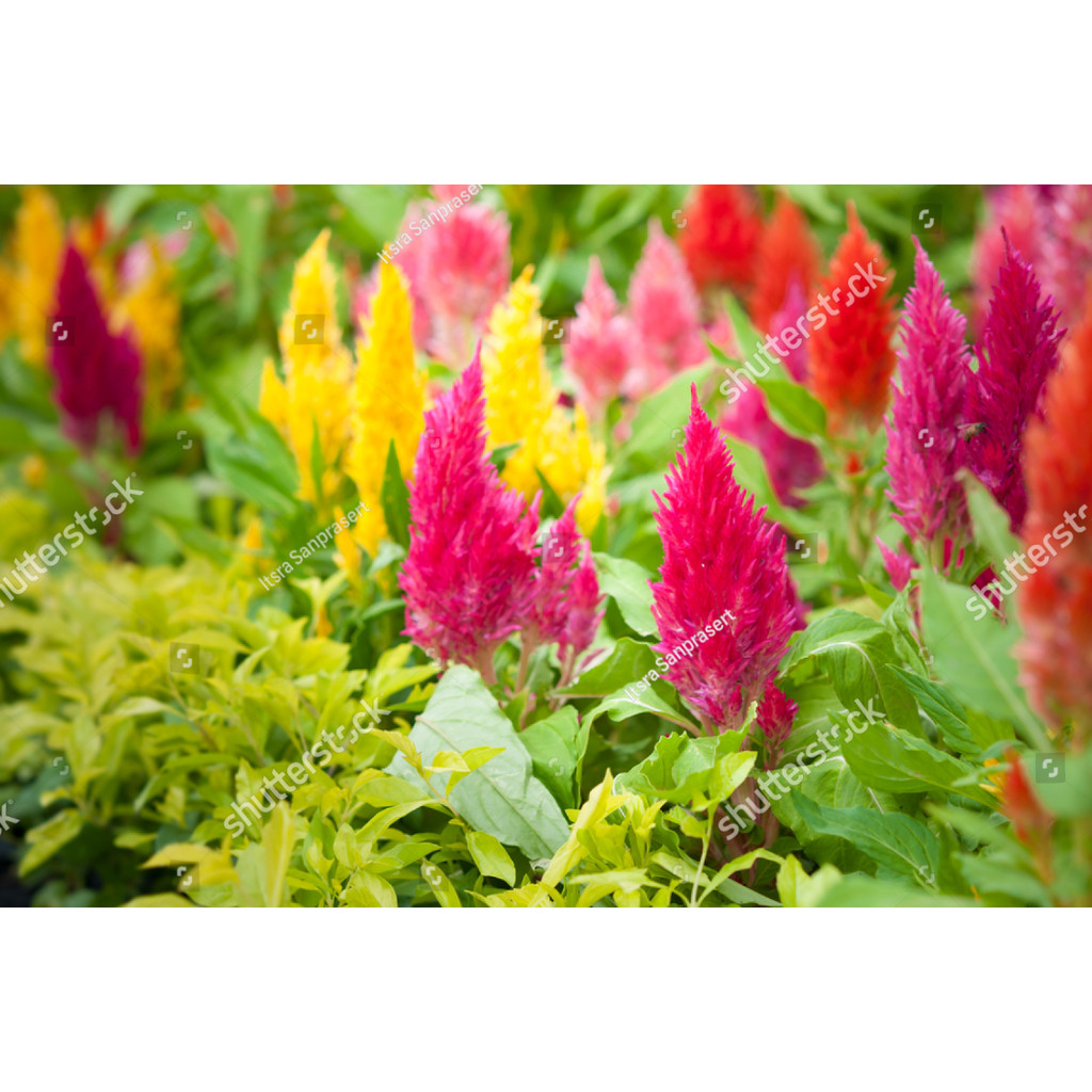 AL bibit Biji Benih Bunga Celosia