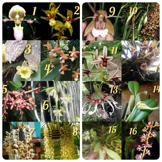 Baru anggrek murah berbagai jenis tanaman bunga anggrek dewasa