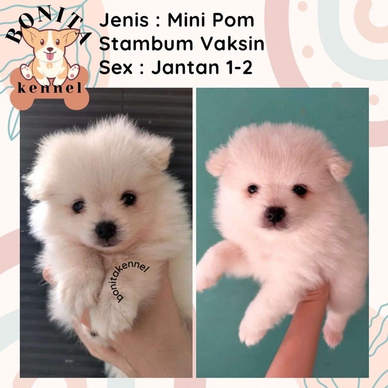 Anakan Anjing Mini Pomeranian Super Mini Pom Jantan Snow White