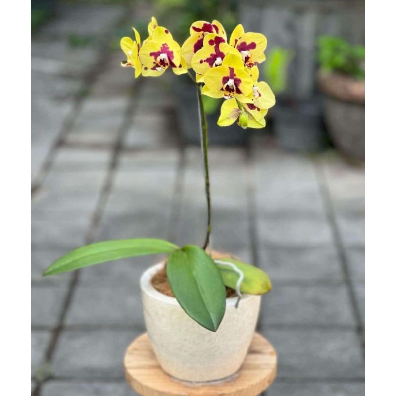 ( BISA COD ) PROMO Anggrek Bulan Bunga Kuning Pasca Bunga JUMBO PREMIUM Tanaman Hias Anggrek Bulan K