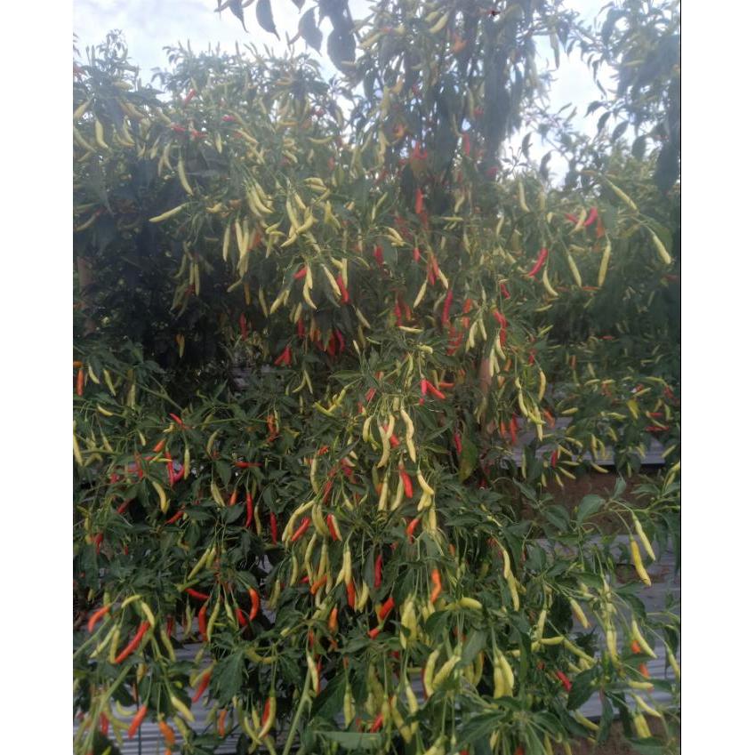 PROMO  Benih Cabe Lokal Minahasa 26 gram (4000 lebih benih)