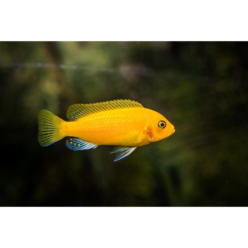 Lemon Cichlid - Ikan Hias Aquarium BERGARANSI (Bonus Pakan)