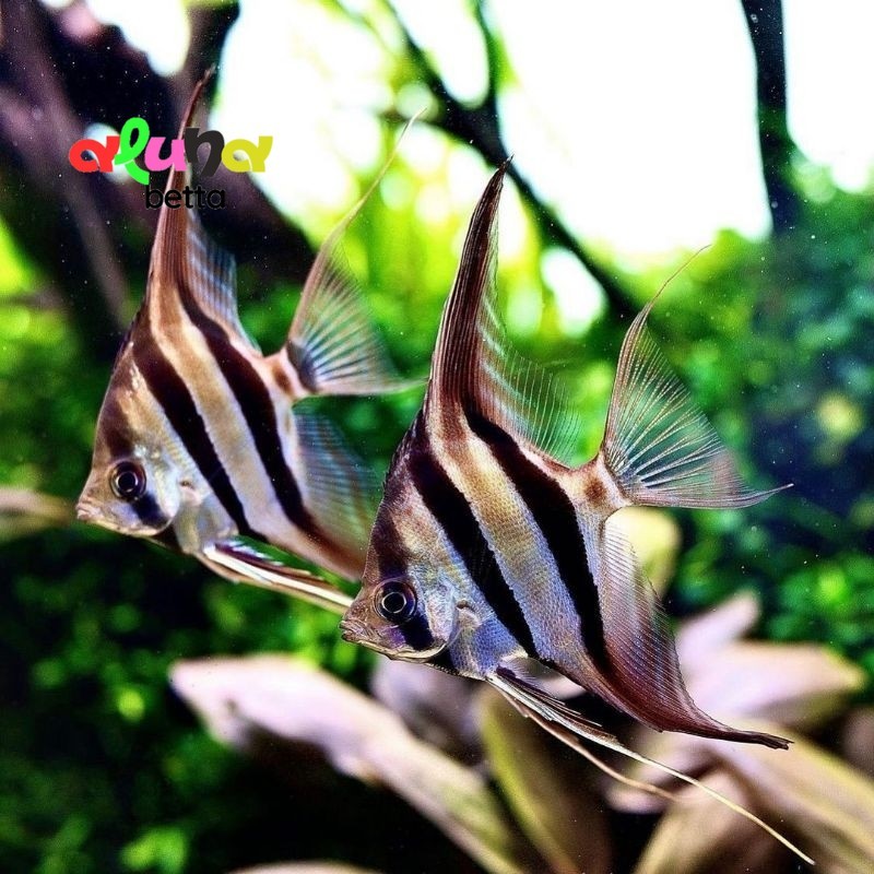 manfish altum angel fish hiasan aquarium