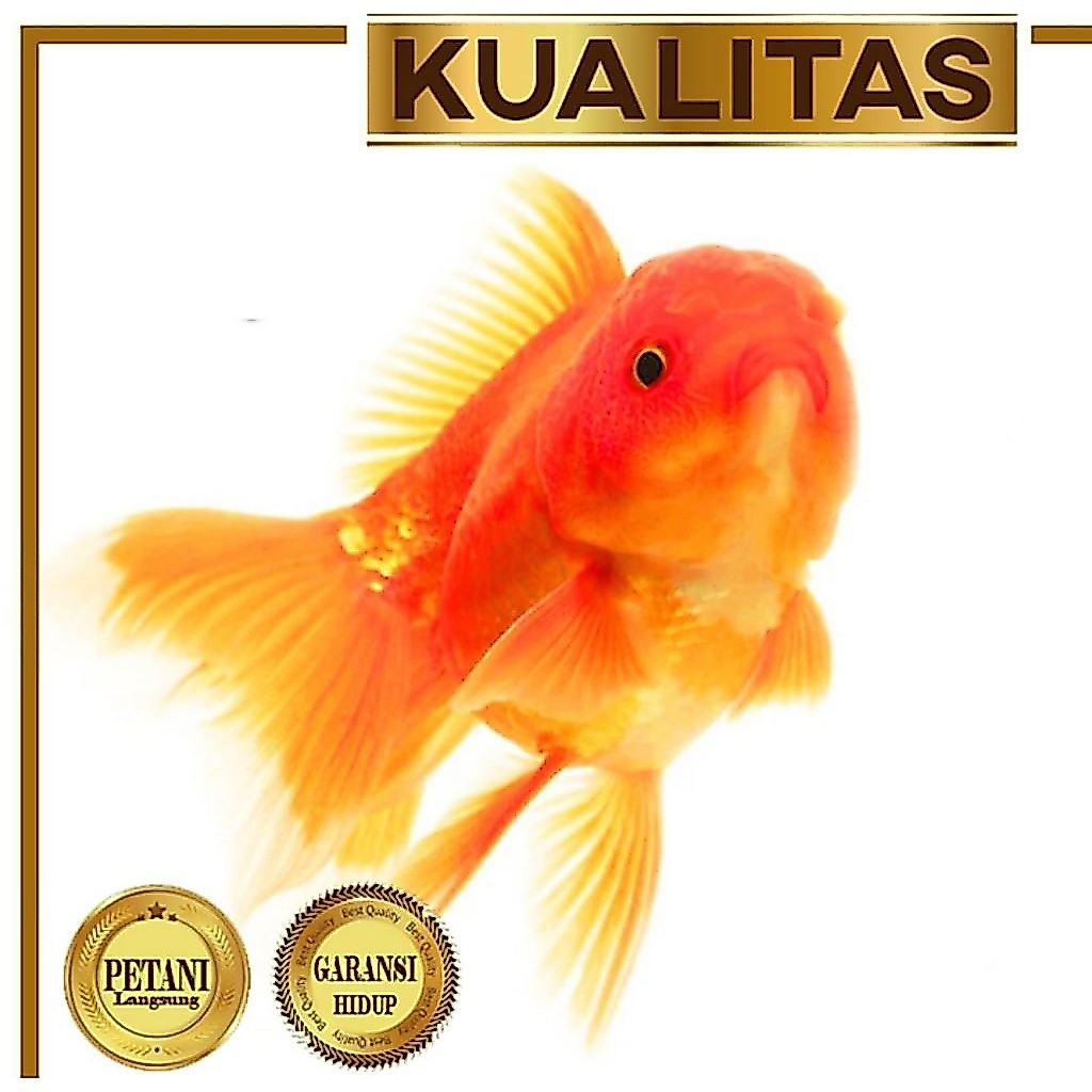 Koki Baby Oranda Ikan HIas Aquascape