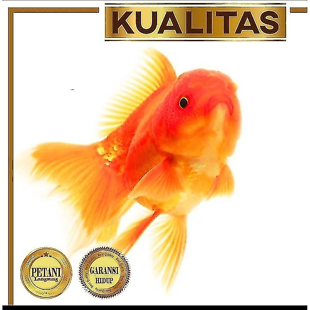 10 Ekor Koki Baby Oranda Ikan HIas