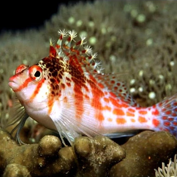 Ikan Hias Air Laut Jenis Kerapu Loncat