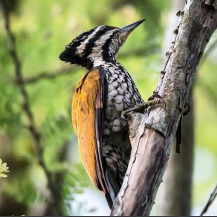 CS burung pelatuk bawang betina