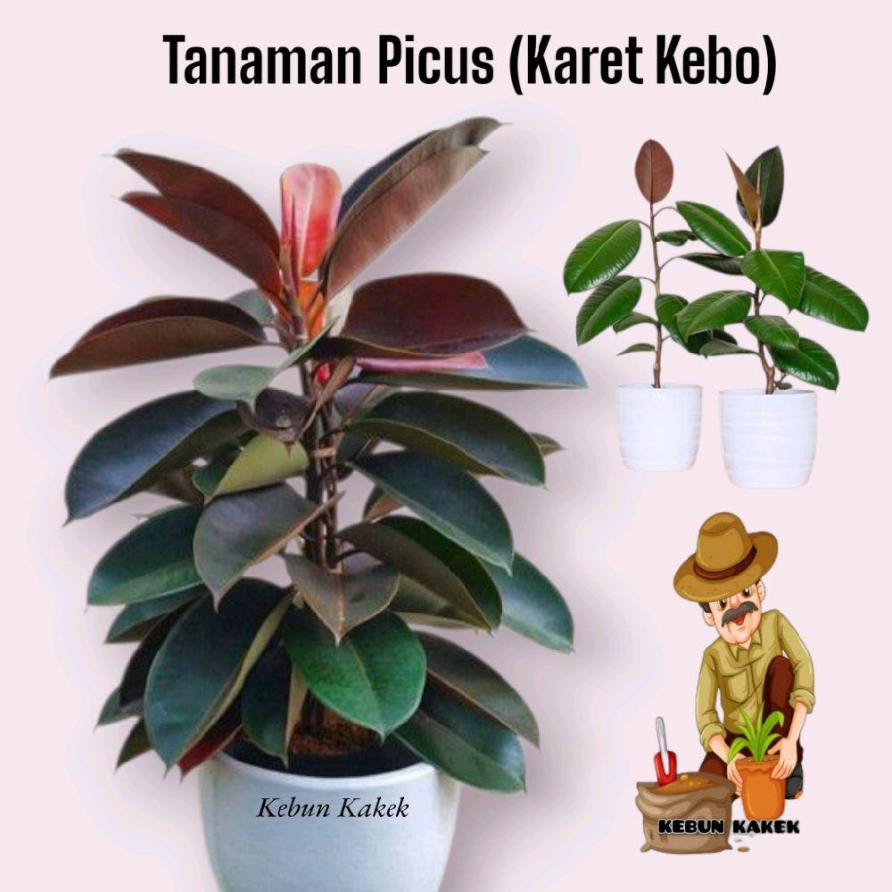 Tanaman Hias Picus Karet Kebo / Tanaman Hias Hidup Picus Karet Kebo Pot