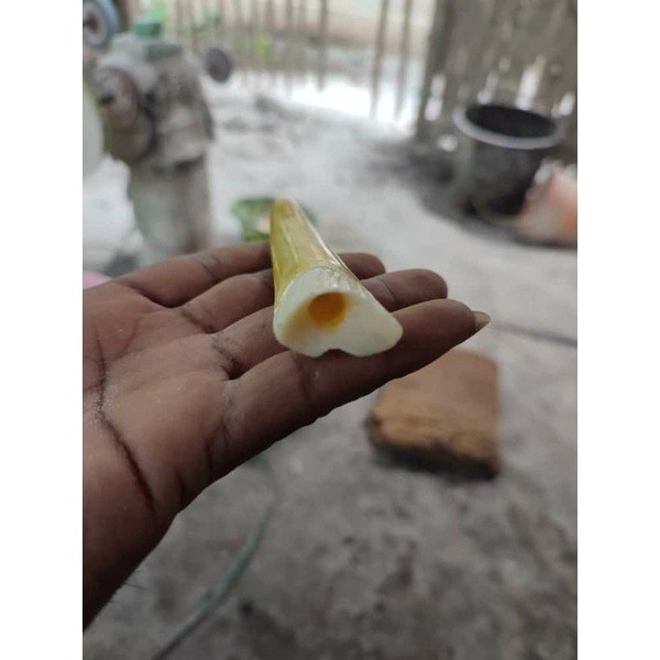 once replika taring duyung super/once tulang sapi/once 14 cm/once murah