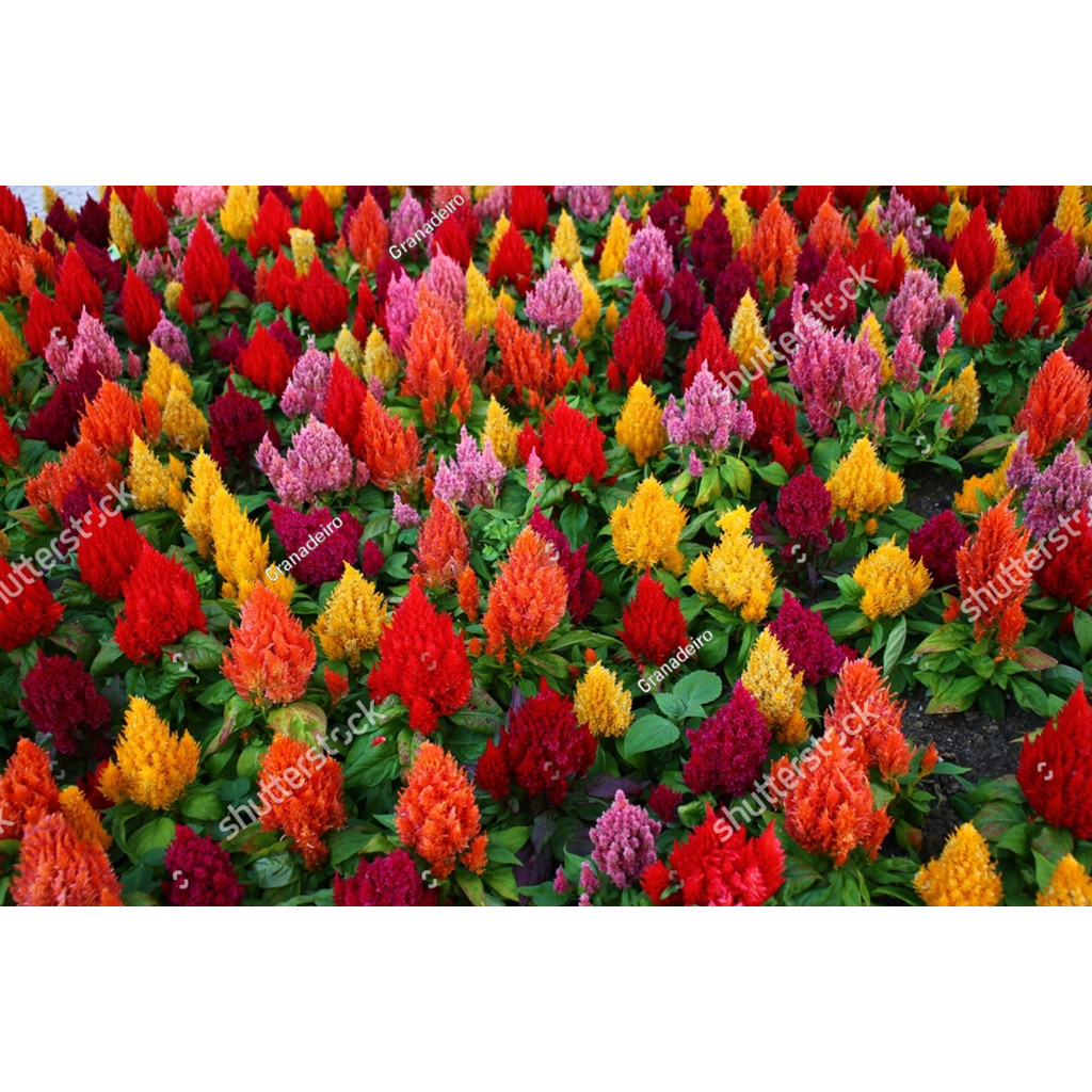 SC bibit Biji Benih Bunga Celosia