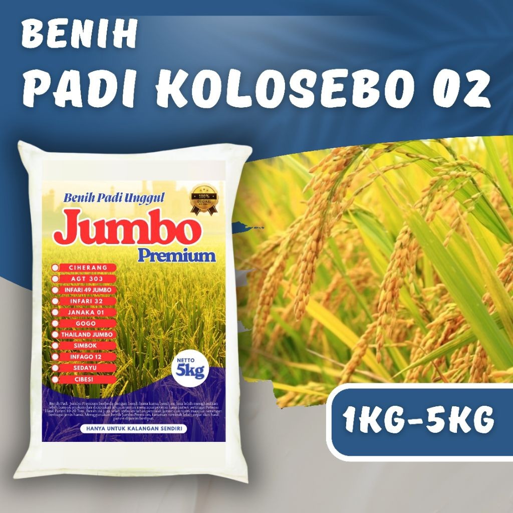 PADI UNGGUL KOLOSEBO 02 1 KG - 5 kg PREMIUM Padi kolosebo 02 Berkualitas Super