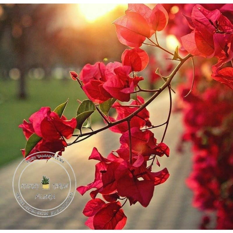 Tanaman Hias Bunga Bougenville Bunga Merah - Bunga Bougenville Kembang Kertas