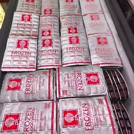 cacing beku kapsul 1kg isi 10 tray makanan ikan hias cacing darah beku kapsul AK cabek