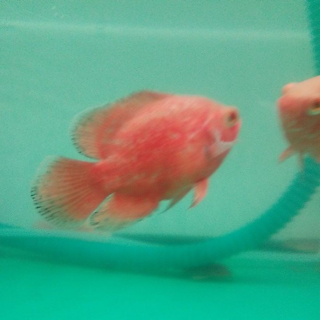 OSCAR RED CHILI