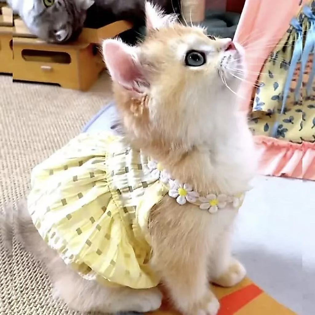 O Corner BAJU KUCING GAUN KECIL CANTIK UNTUK KUCING GOLDEN GRADASI RAGDOLL BRITISH SHORT RAMBUT TALI