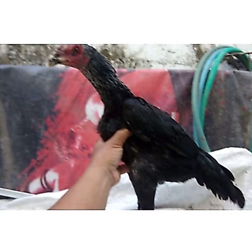 Telur Fertil AYAM PAKHOE BIANG PLUCKER 100% MENETAS