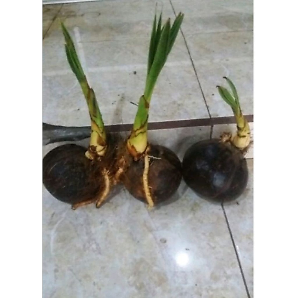 Bonsai kelapa bahan bonsai kelapa