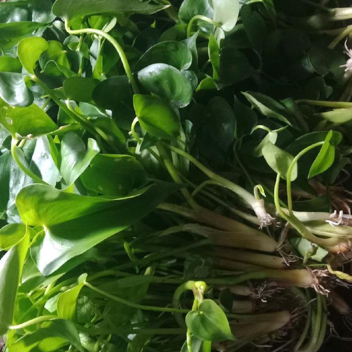 New bibit sayur eceng sawah bersih, bibit sayur eceng sawah  redy - 15 bibit