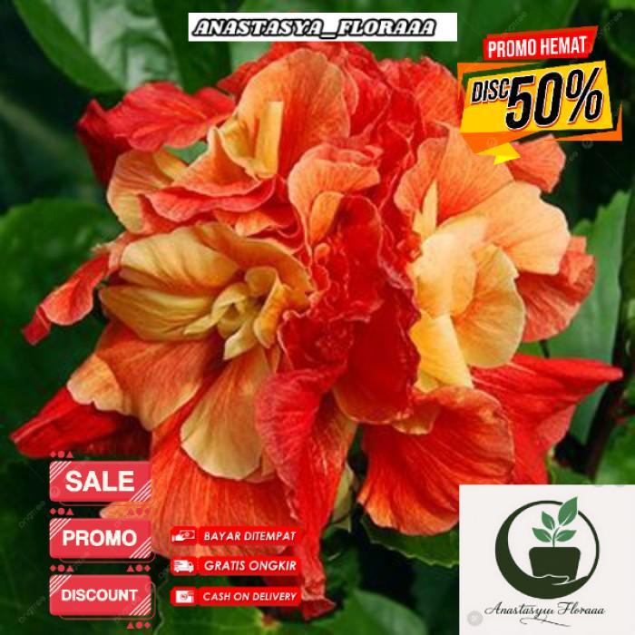 (BISA COD) Tanaman Hias Bunga Sepatu Hibiscus Orange Kering Tumpuk/Pohon Kembang