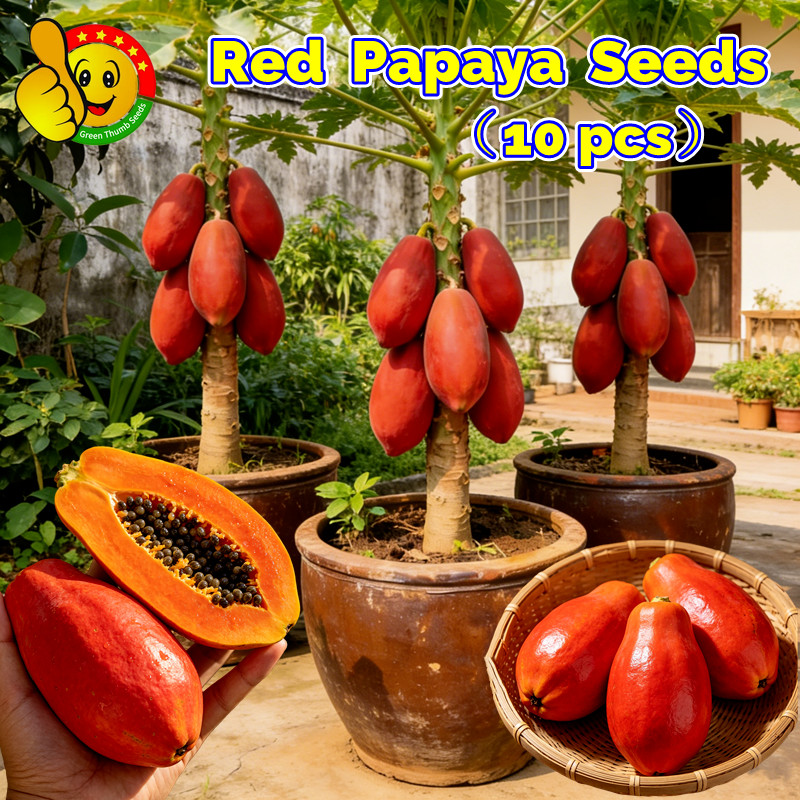 30butir benih 100% Fresh Sweet Papaya Seeds for Planting Fruits Rare Bonsai Red Papaya Seeds for Sal