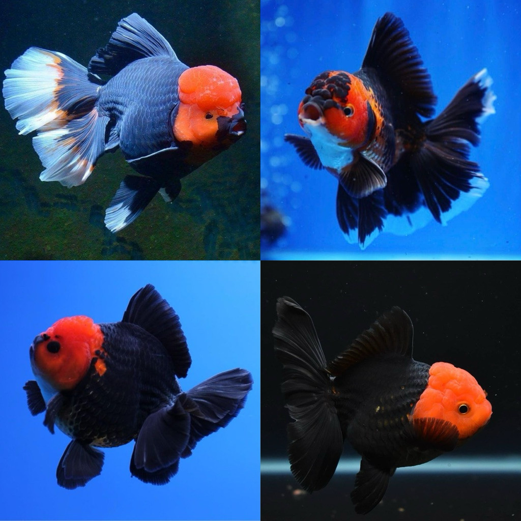 TOP [grade] Ikan Hias Koki Oranda Tancho | Size 6-8cm