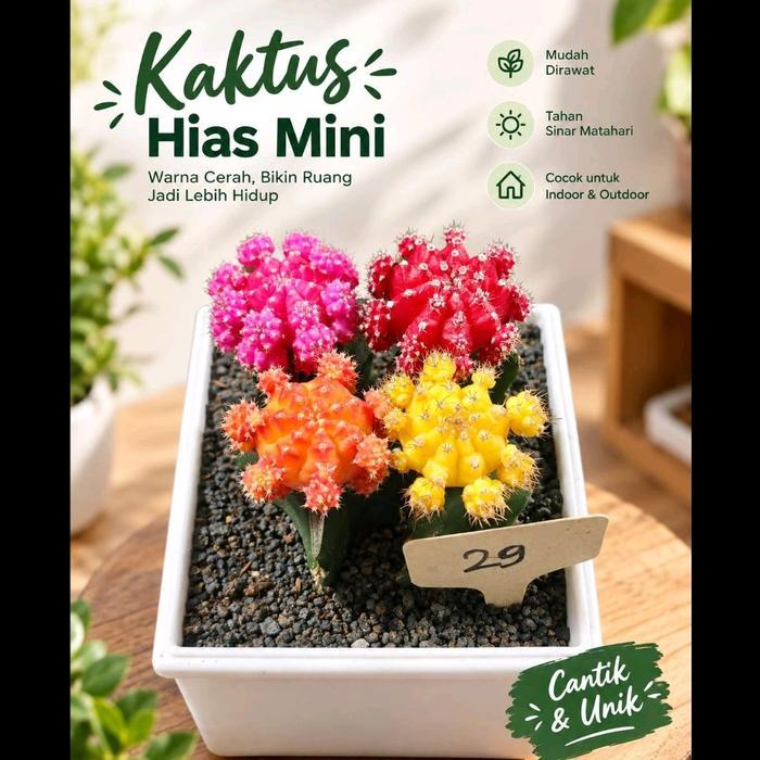 Ready  kaktus import Korea 4pcs besar