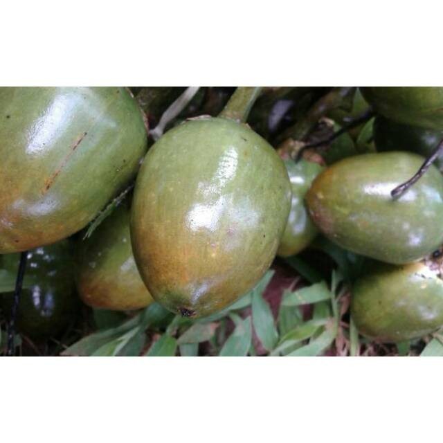 

DAUNTIALAM 1kg buah pinang tua utuh segar herbal