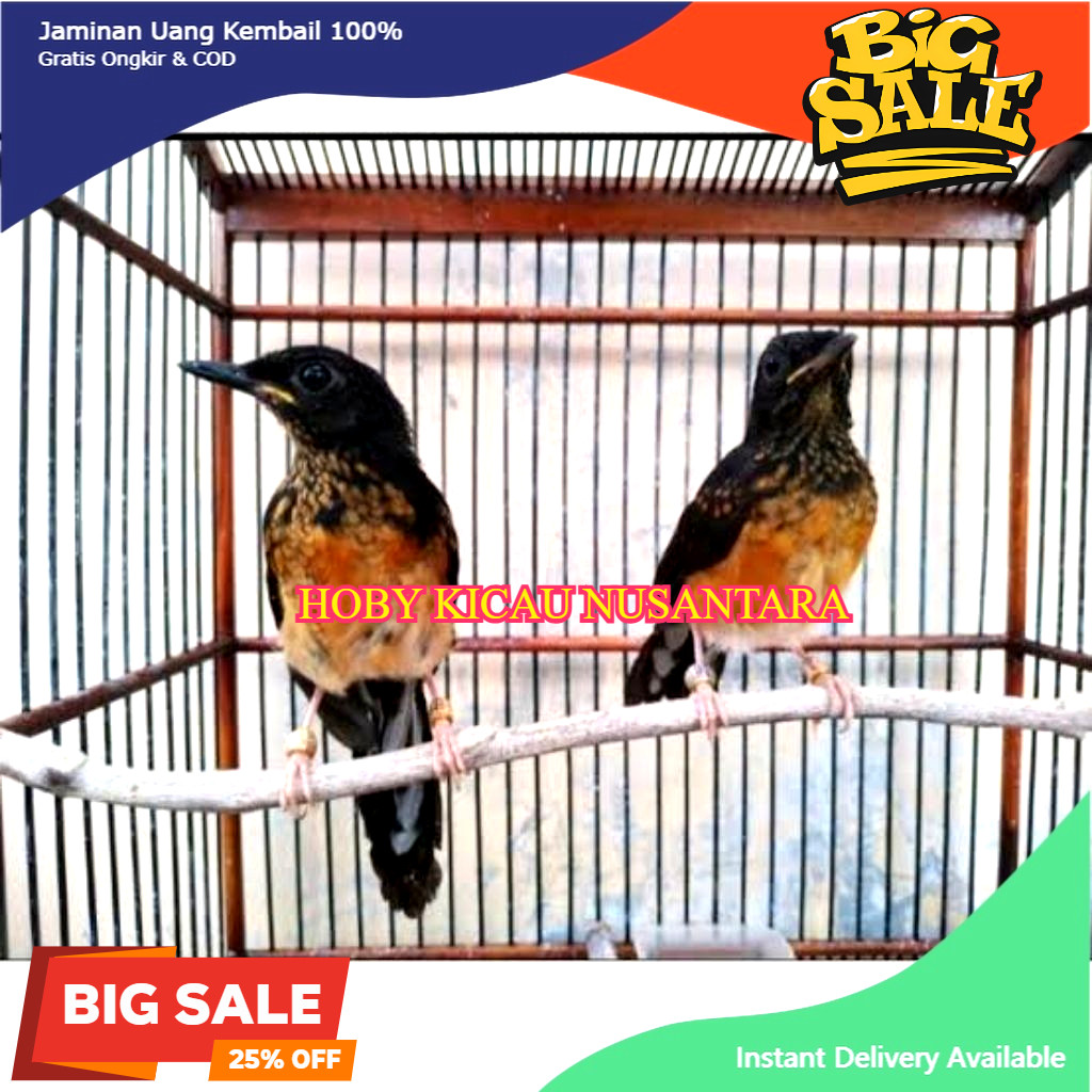 MURAI MEDAN ANAK TROTOLAN SEPASANG JANTAN DAN BETINA PILIHAN GARANSI