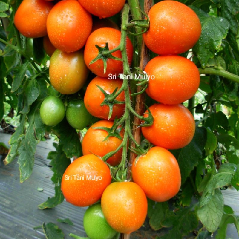Bibit Tomat Unggul – Cepat Berbuah & Buah Besar Merah Segar