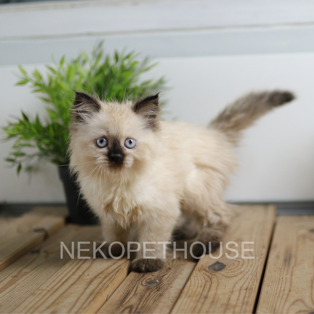 Kucing Kitten Persia Himalaya Seal Point 2,5 Bulan