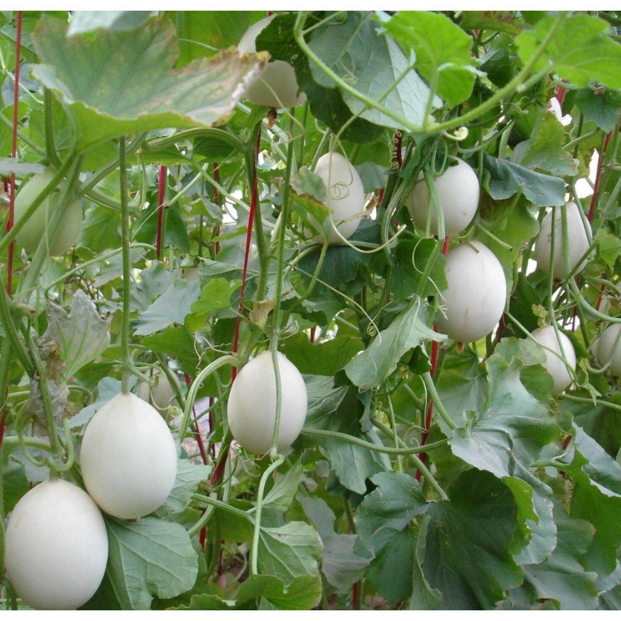 AL Bibit Benih Buah Melon Madu Putih